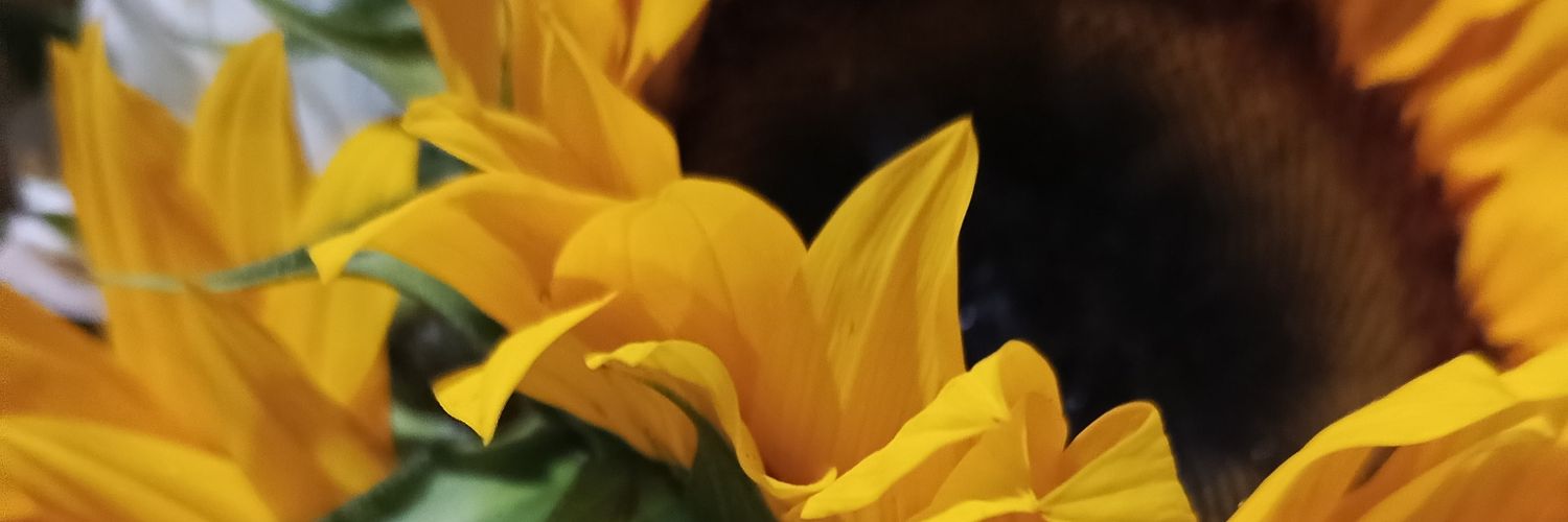 Cinthya09m's profile banner image