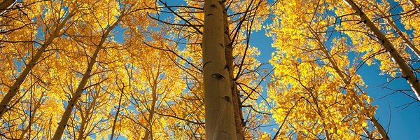 LiuTai_ Profile Banner