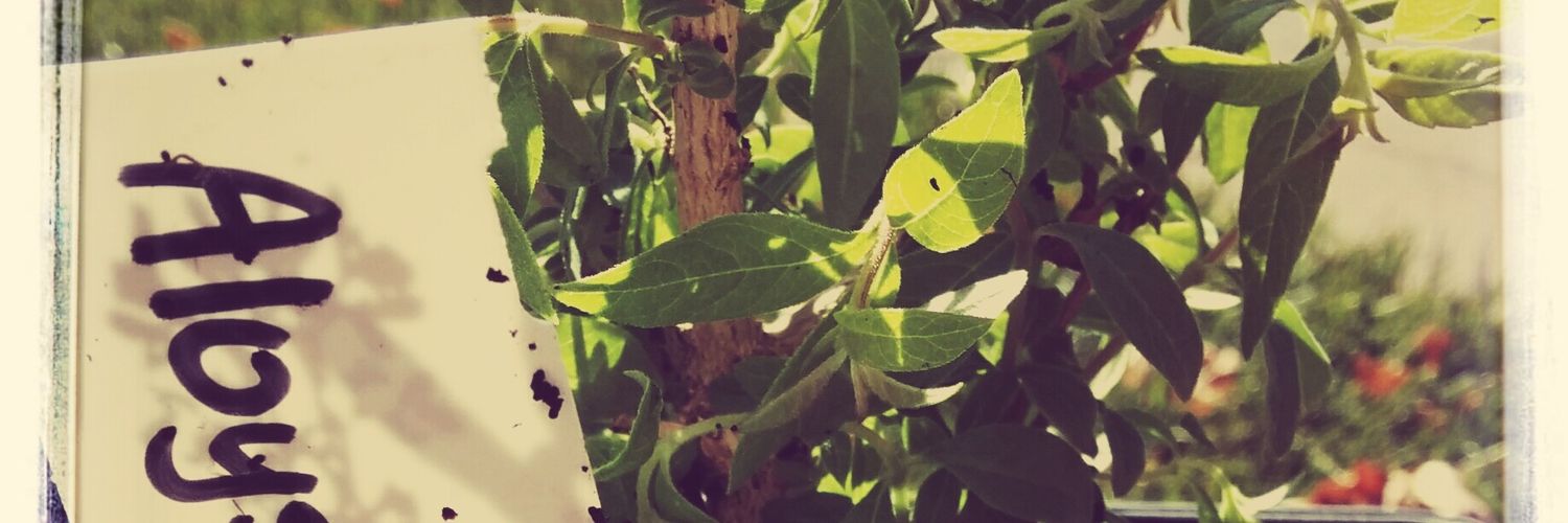 AnkePepping's profile banner image