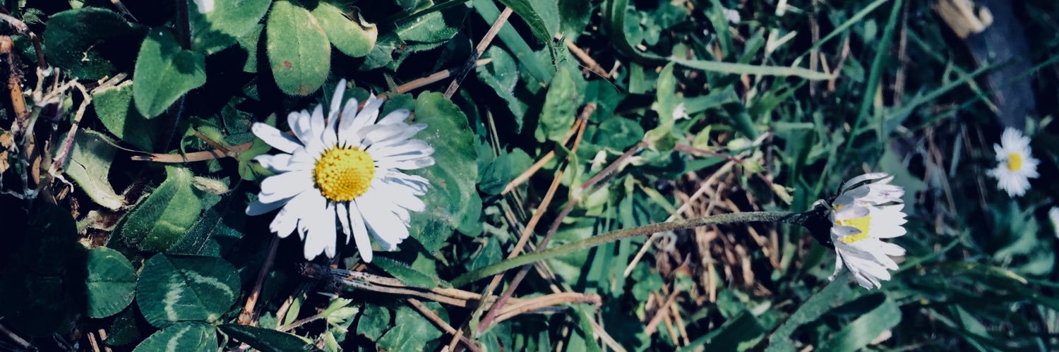 nisarakici's profile banner image