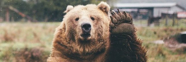 Eric Bekhinfand banner