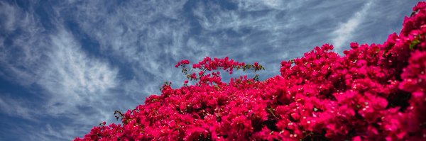 LayanOdeh Profile Banner