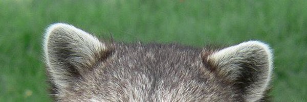 Koon_NFT Profile Banner