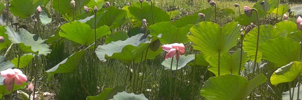 saawan77 Profile Banner