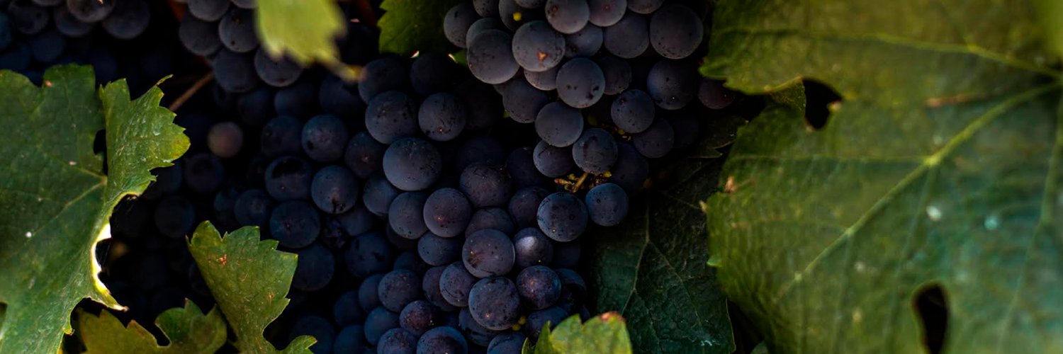 Bodega Trivento banner