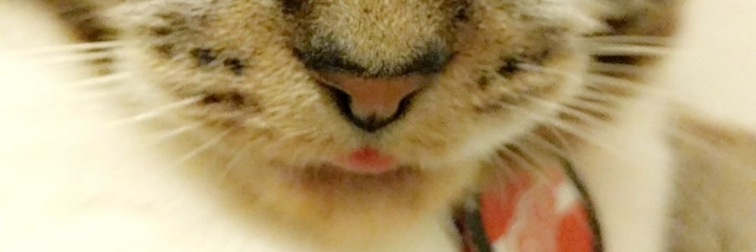 Kara Bakowski banner