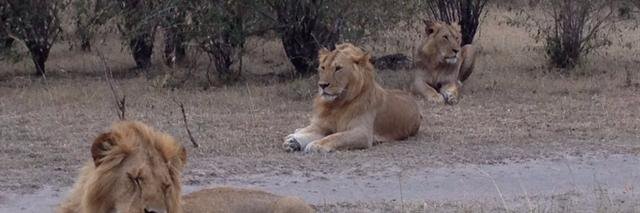 Rosemary Okello-Orlale banner