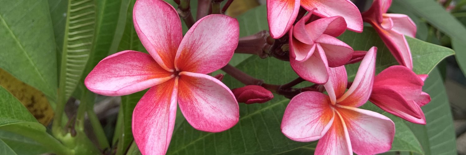 Coco@台湾ブロガー banner