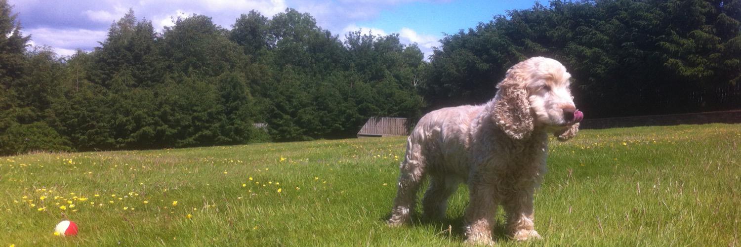 Jillian Shedden banner