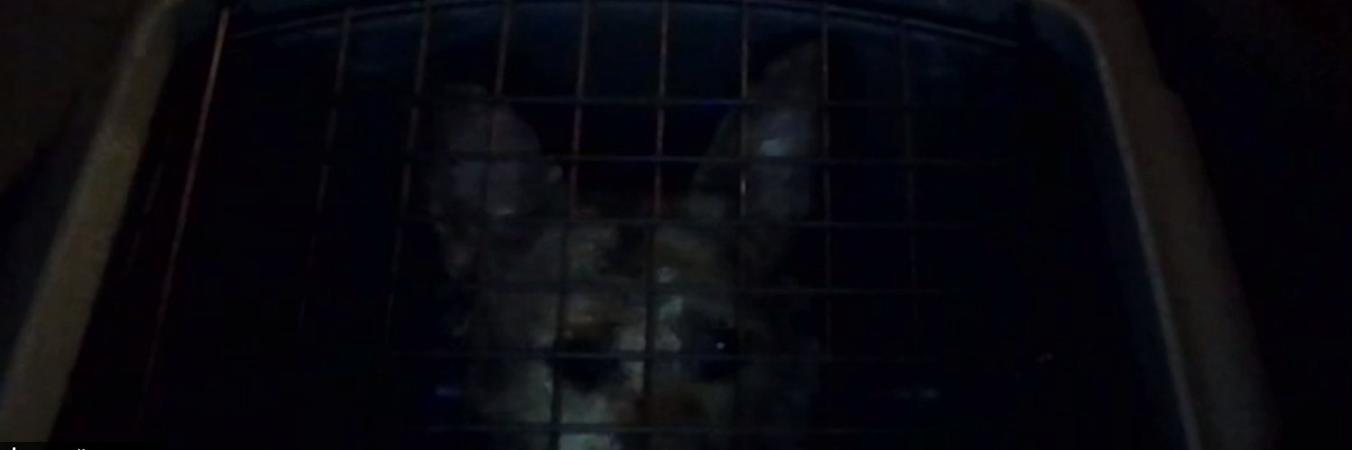 PRE-DEAD BOYS banner