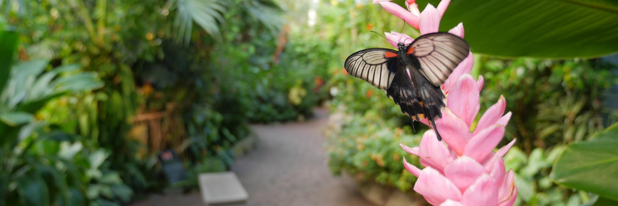 Butterfly Gardens banner