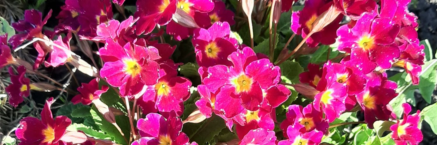 ProsvetAdm's profile banner image