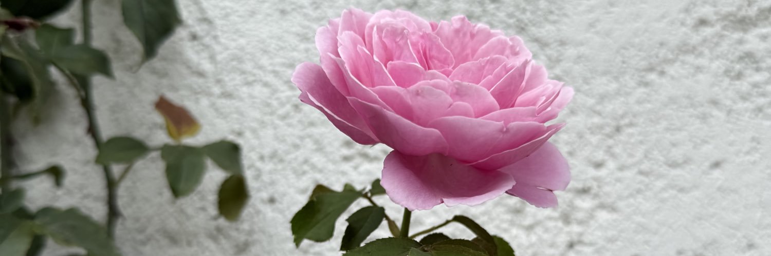 TAMMA_TAM's profile banner image