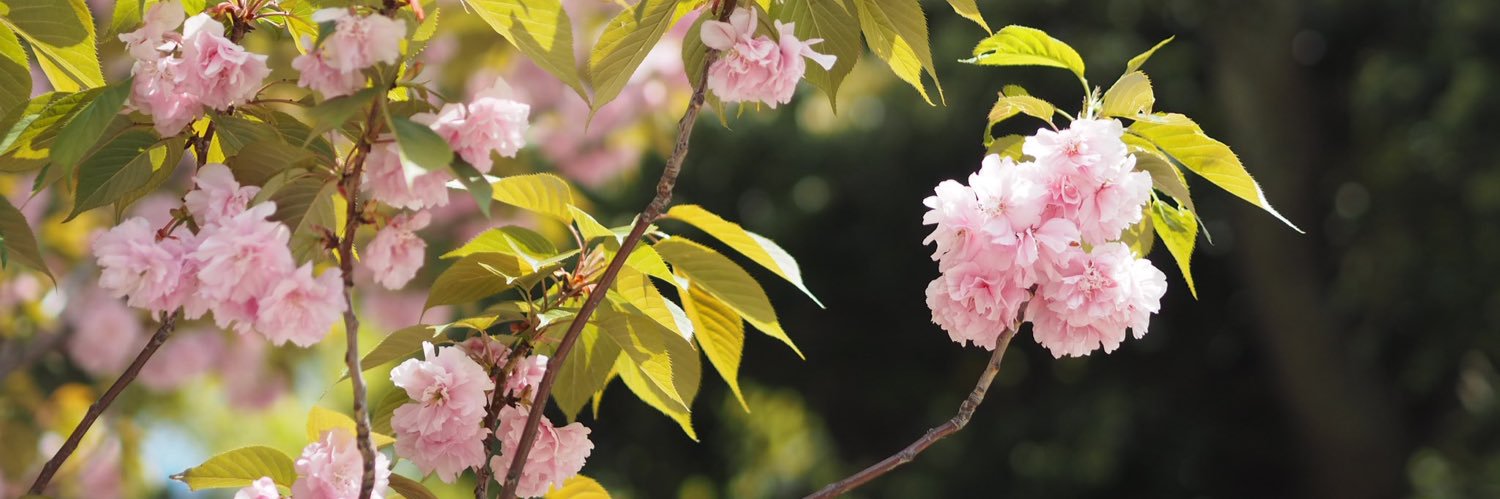 ぐりころ banner