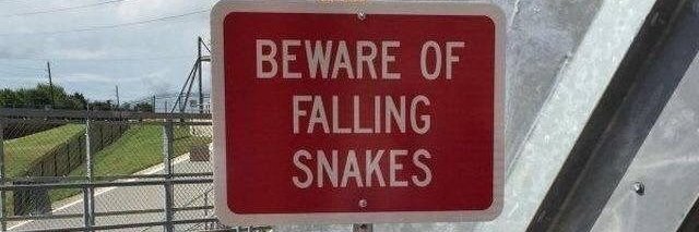 🐍Snakes__🐍 banner