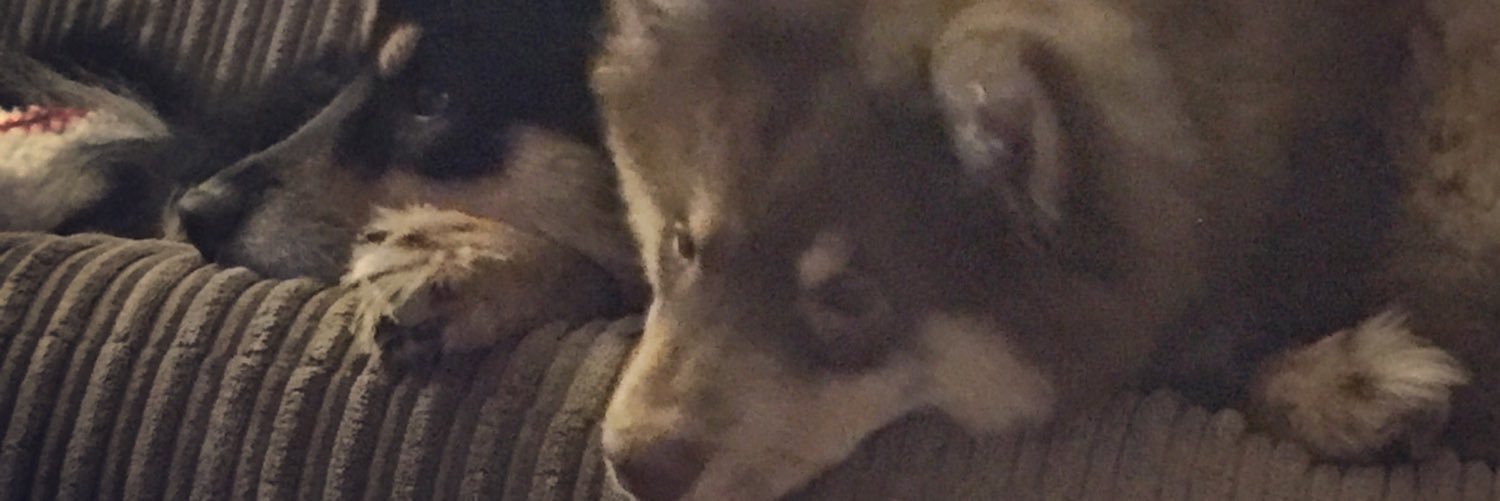 _tshrimp's profile banner image