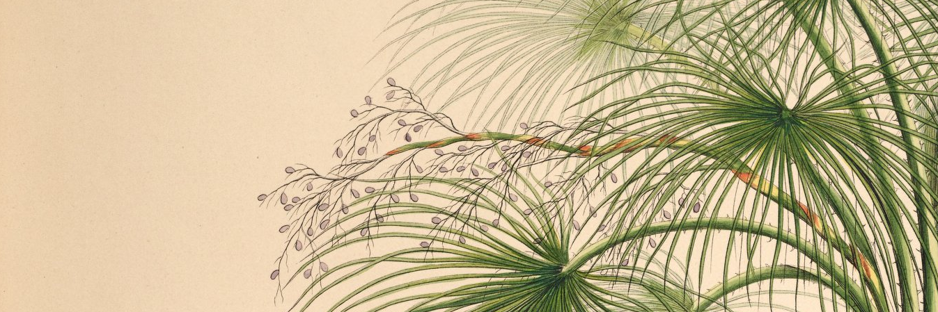 Cédric Pilooski banner