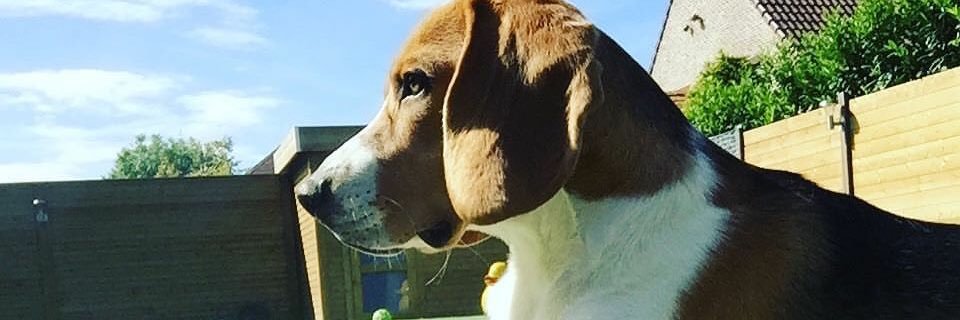 SarahDeBoever's profile banner image