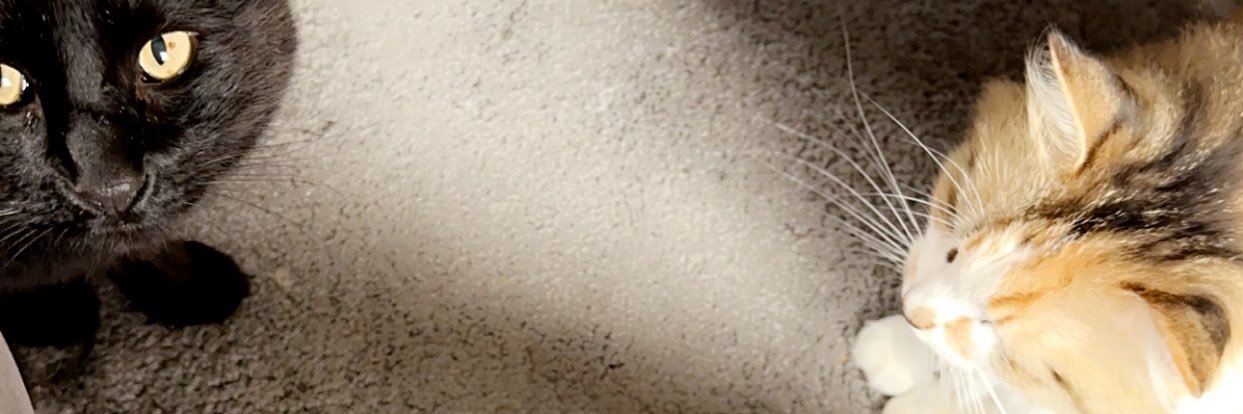ToxicWoman banner