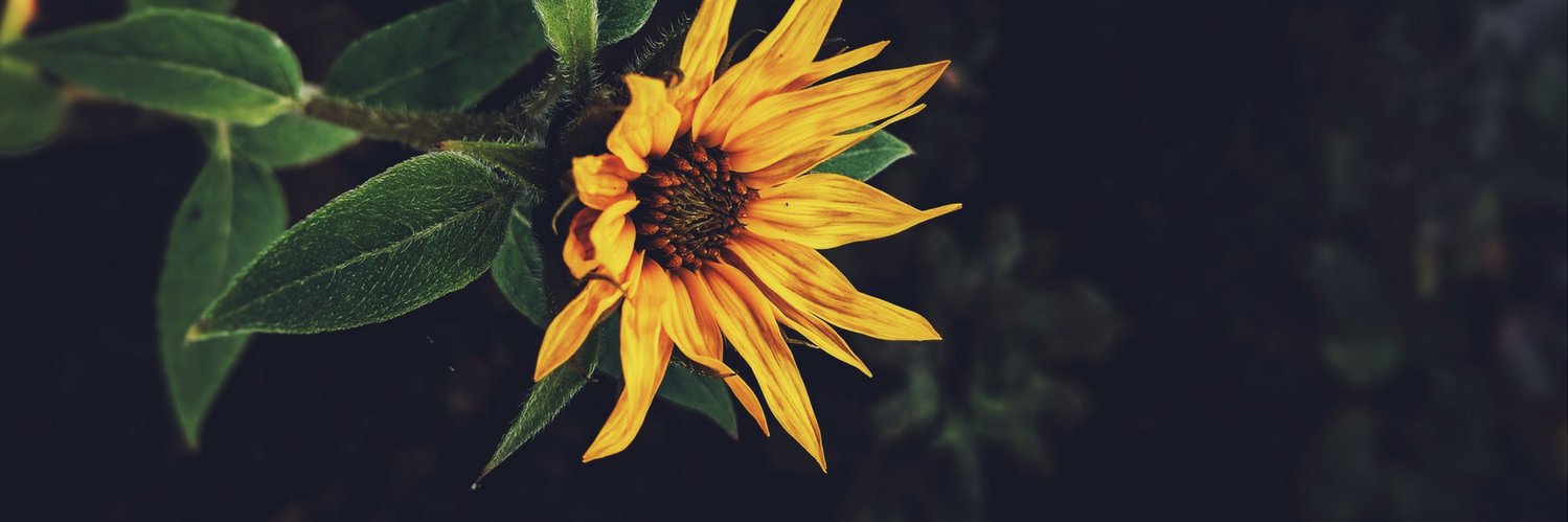 annoyingbuddhaa's profile banner image