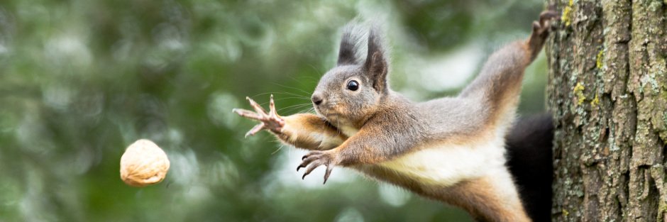 Morgane deSiv banner