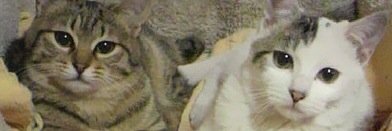 tya_han's profile banner image