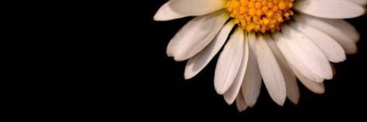 ftmaayzl's profile banner image