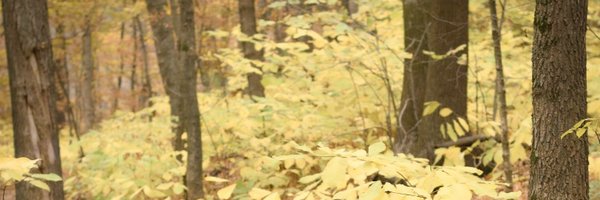 simonesmith45 Profile Banner