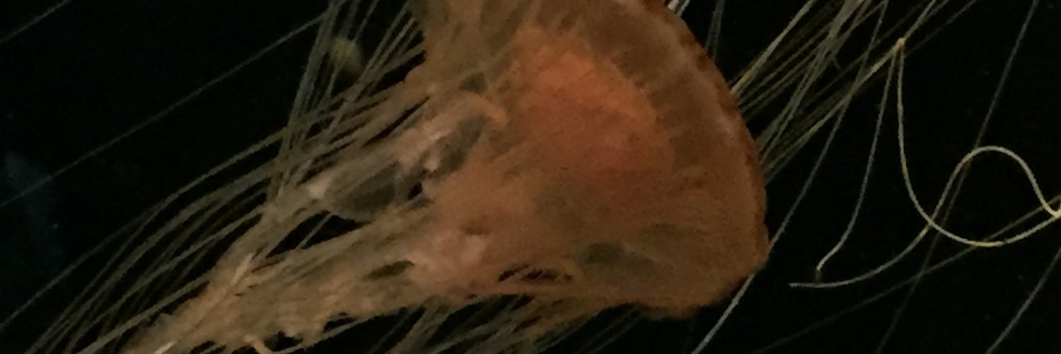 Saksak1202's profile banner image
