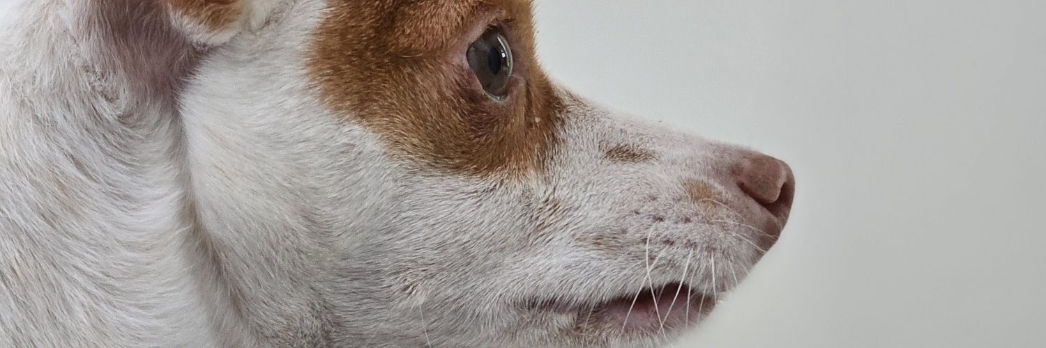 dolce_mel's profile banner image