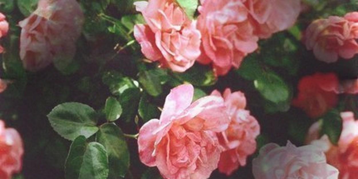 asechka88's profile banner image