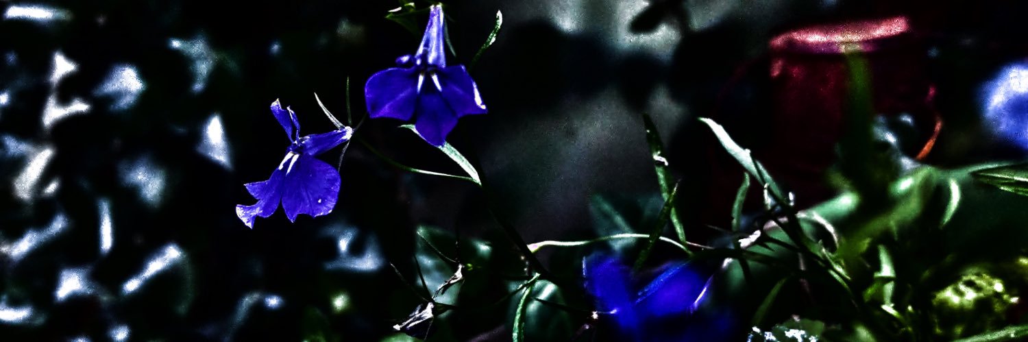 waynnz's profile banner image