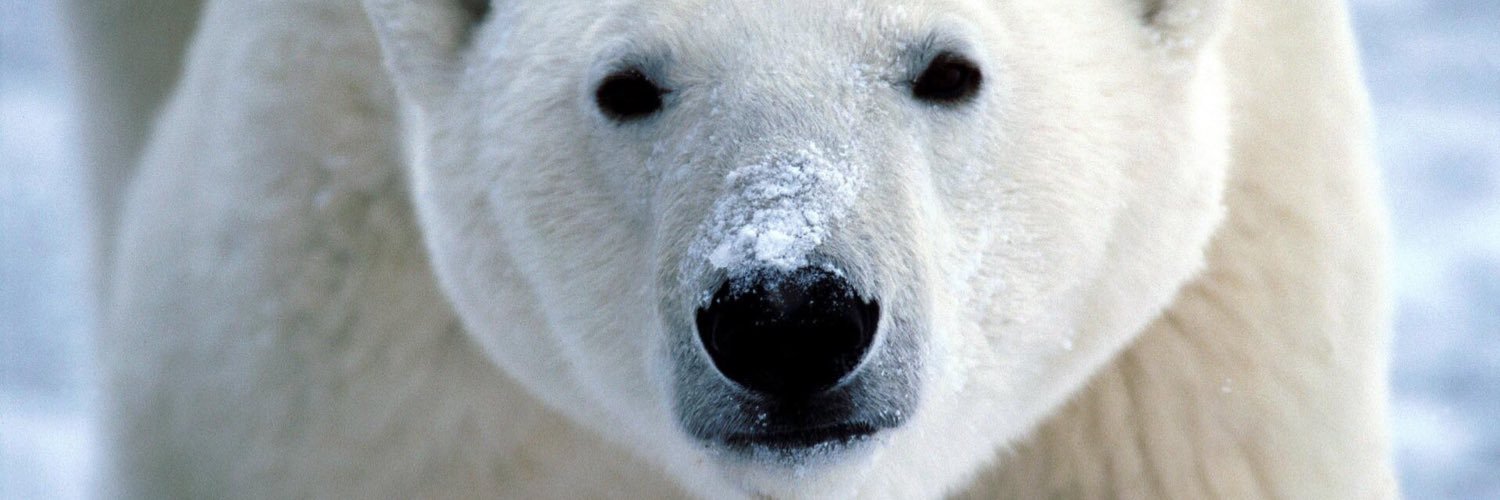 PAPABEAR56's profile banner image