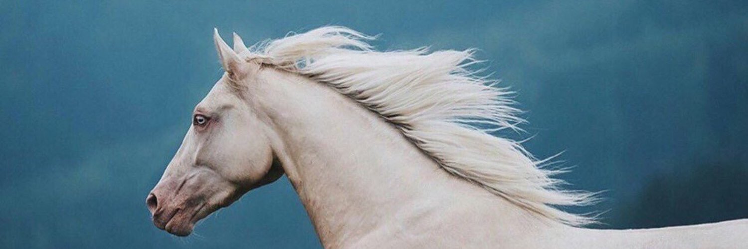 busraaeksi's profile banner image