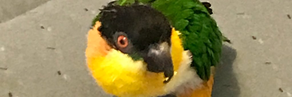 Emperor Felix banner