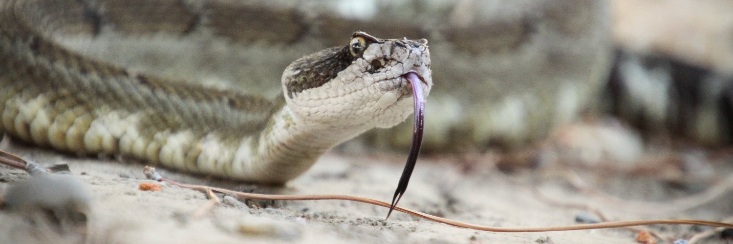 Michael G. Starkey banner