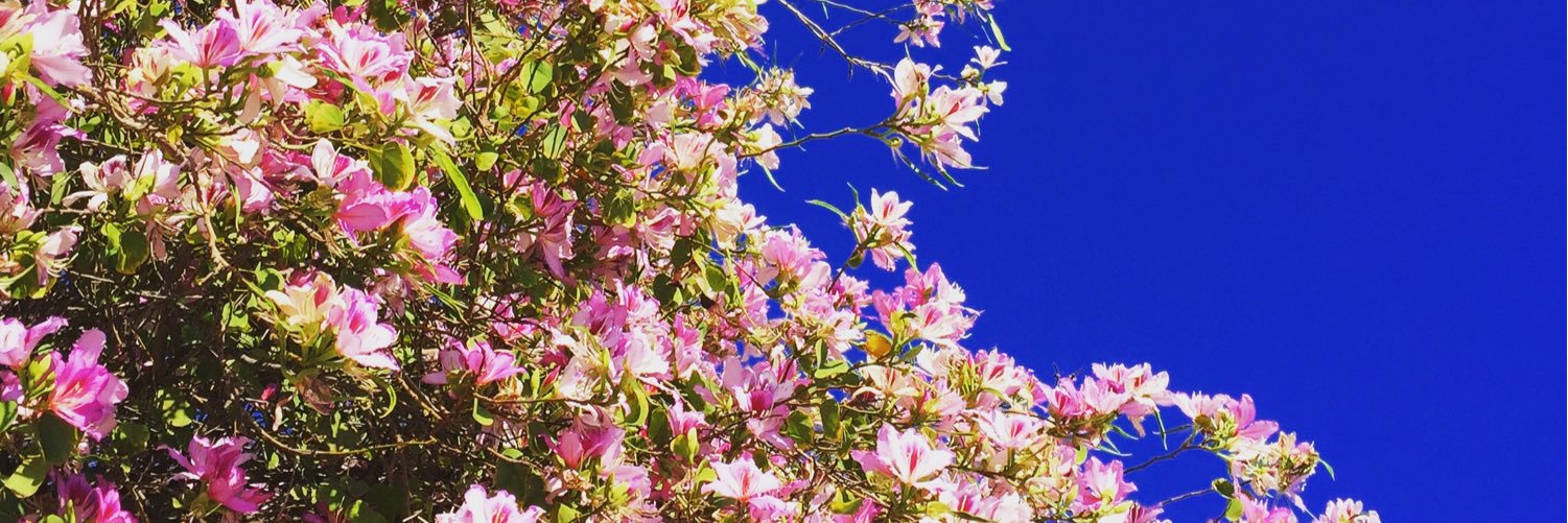 sariphilipps's profile banner image