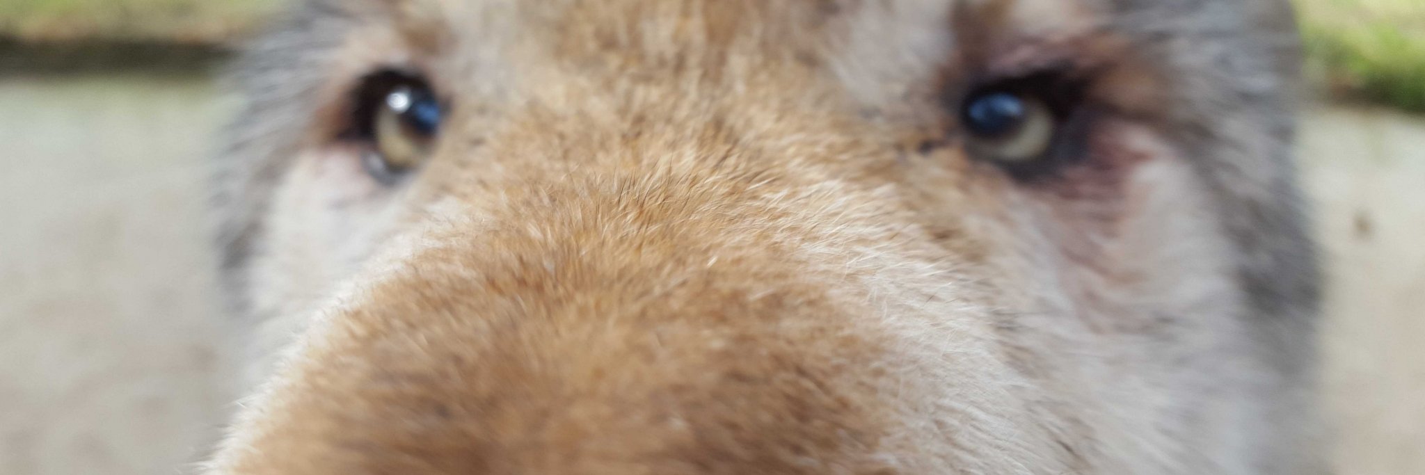 Robert Krauss banner