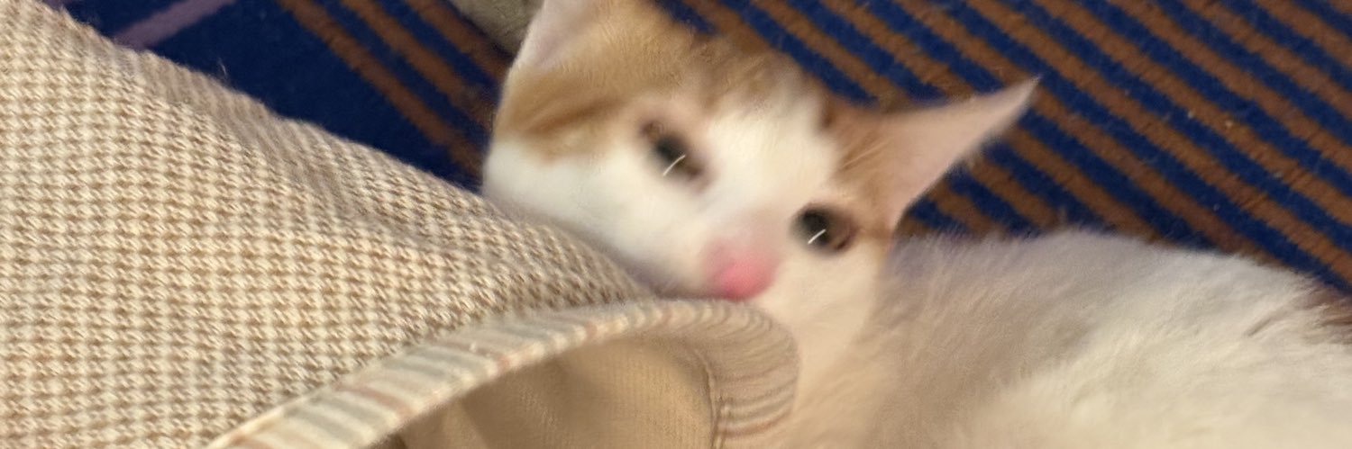 ˚₊‧꒰ა lyn ໒꒱ ‧₊˚ banner