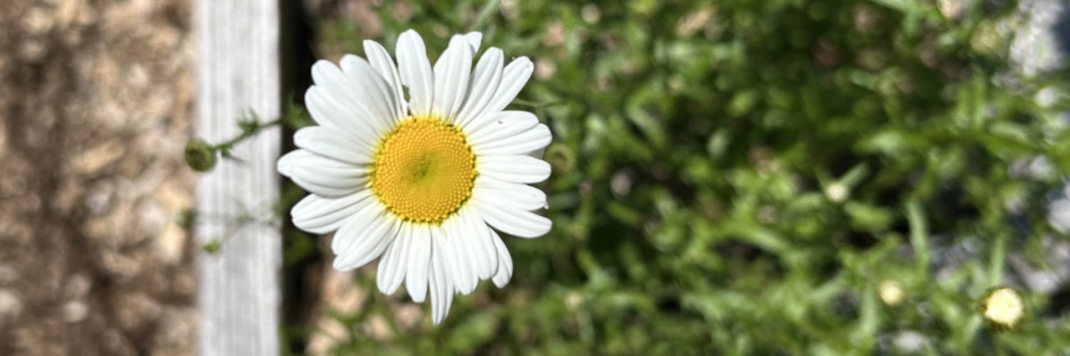 robinitasbird's profile banner image