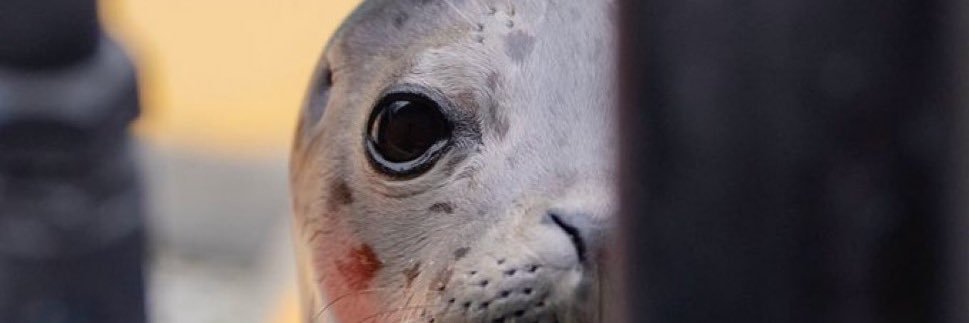 iwitheredhere banner