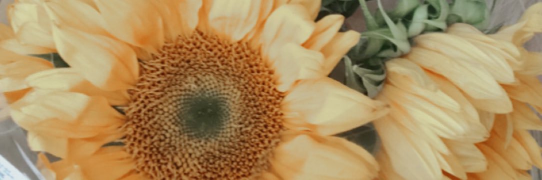 Adelle banner