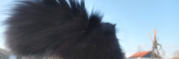 WhoisRoxis Profile Banner