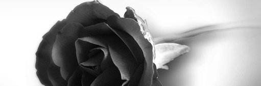 LeeAnnResists's profile banner image