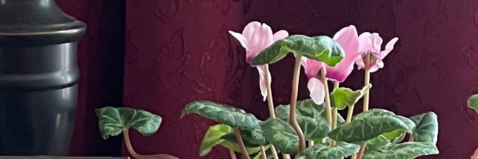 dorisdbs's profile banner image