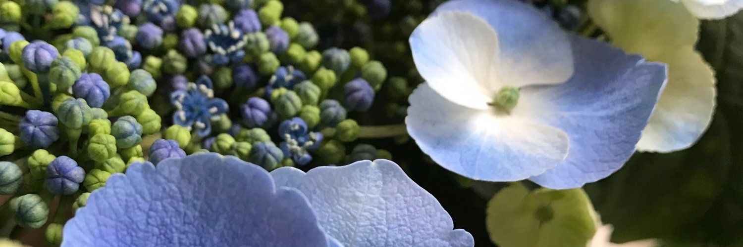 Roopydoopydoo's profile banner image