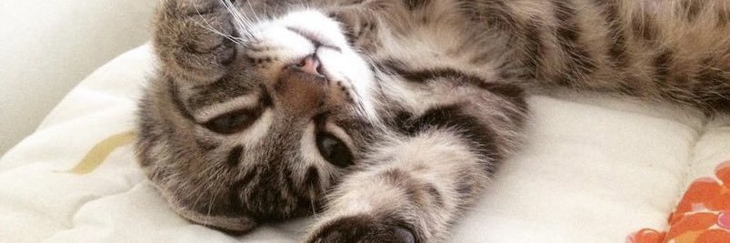 Koti🐱! banner