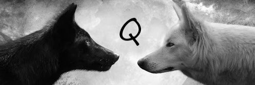 Q 55 banner