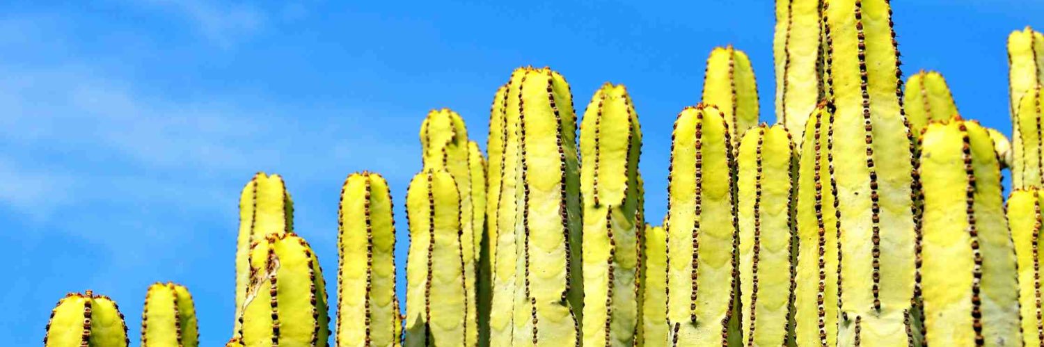 FFlowercactus 👊🏼🇬🇧🏳️‍🌈 banner