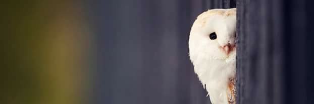 asefisRCL's profile banner image
